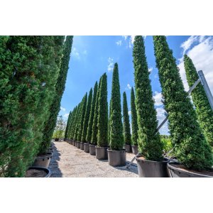 Cyprus vždyzelený (Cupressus sempervirens) ´TOTEM´  - výška 40-60 cm, kont. C2.5L